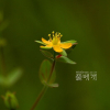좀고추나물(Hypericum laxum (Blume) Koidz.) : 청암
