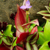 얼룩닭의장풀(Tradescantia fluminensis) : 산들꽃