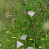 애기메꽃(Calystegia hederacea Wall.) : 필릴리