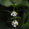 소귀나물(Sagittaria trifolia L. var. edulis (Siebold ex Miq.) Ohwi) : 무심거사