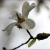 목련(Magnolia kobus DC.) : 추풍