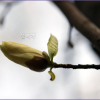 목련(Magnolia kobus DC.) : 추풍
