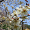 매실나무(Prunus mume Siebold & Zucc. for. mume) : 현촌