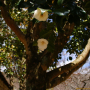 흰동백나무 : 현촌