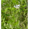 흰양귀비(Papaver amurense (N.Busch) N.Busch ex Tolm.) : 들국화