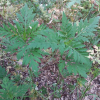 돼지풀(Ambrosia artemisiifolia L.) : 산들꽃