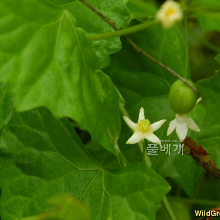 새박(Melothria japonica Maxim.) : 마리미