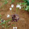 산달래(Allium macrostemon Bunge) : 설뫼