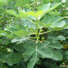 무화과나무(Ficus carica L.) : 산들꽃