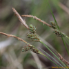진들검정사초(Carex meyeriana Kunth) : 무심거사