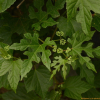 까마귀머루(Vitis ficifolia Bunge) : 청암