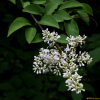 당광나무(Ligustrum lucidum Aiton) : 통통배
