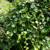 송악(Hedera rhombea (Miq.) Bean) : 통통배