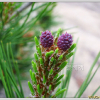 소나무(Pinus densiflora Siebold & Zucc.) : 추풍