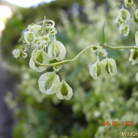 닭의덩굴(Fallopia dumetorum (L.) Holub) : 산들꽃