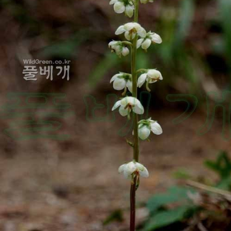 노루발(Pyrola japonica Klenze ex Alef.) : 河志