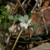 긴개별꽃(Pseudostellaria japonica Pax) : 둥근바위솔