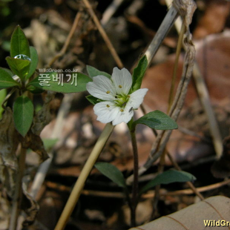 긴개별꽃(Pseudostellaria japonica Pax) : 둥근바위솔