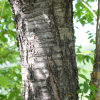 개벚지나무(Prunus glandulifolia Rupr.) : 도리뫼