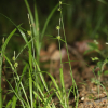 골사초(Carex aphanolepis Franch. & Sav.) : 도리뫼