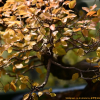 소사나무(Carpinus turczaninovii Hance) : 청암