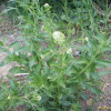 콩다닥냉이(Lepidium virginicum L.) : 봄까치꽃