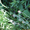 풀솜나물(Euchiton japonicus (Thunb.) Holub) : 봄까치꽃