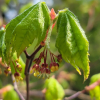 청시닥나무(Acer barbinerve Maxim.) : 벼루