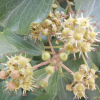 송악(Hedera rhombea (Miq.) Bean) : 봄까치꽃