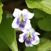 종지나물(Viola papilionacea Pursh) : 풀_ㅍiㄹi