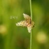 올챙이고랭이(Schoenoplectus juncoides (Roxb.) Palla) : 무심거사