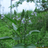 큰물칭개나물(Veronica anagallis-aquatica L.) : 설뫼*