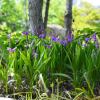 자란(Bletilla striata (Thunb. ex Murray) Rchb.f.) : 봄까치꽃