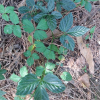 돌외(Gynostemma pentaphyllum (Thunb.) Makino) : 무심거사