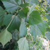 양버즘나무(Platanus occidentalis L.) : 현촌