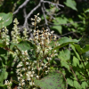 호장근(Reynoutria japonica Houtt.) : 설뫼