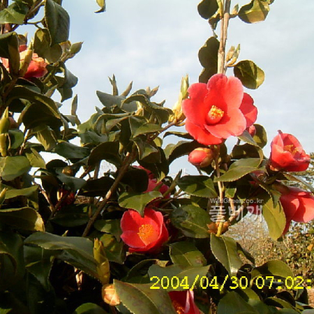 동백나무(Camellia japonica L.) : 현촌