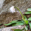 흰처녀치마(Heloniopsis breviscapa Maxim. var. flavida (Nakai) H.Hara) : 가야