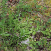 미국풀솜나물(Gamochaeta pensylvanica (Willd.) Cabrera) : 산들꽃