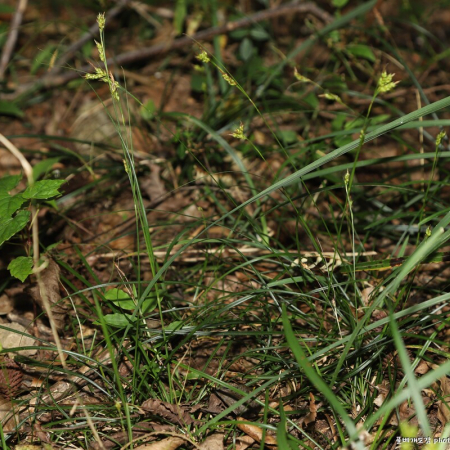 홍노줄사초(Carex sendaica Franch.) : 도리뫼