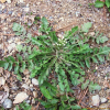 냉이(Capsella bursa-pastoris (L.) Medik.) : 산들꽃