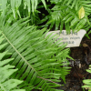 미역고사리(Polypodium vulgare L.) : 통통배