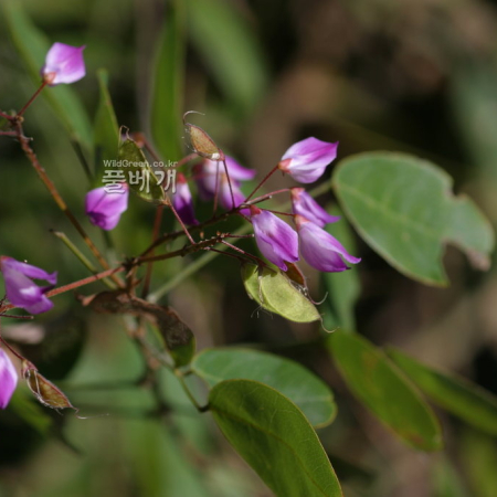 꽃싸리(Campylotropis macrocarpa (Bunge) Rehder) : 무심거사