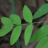 산새콩(Lathyrus vaniotii H.L?v.) : 통통배
