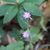 분취(Saussurea seoulensis Nakai) : 산들꽃