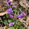 왜제비꽃(Viola japonica Langsd. ex Ging.) : 청암