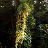 단풍마(Dioscorea quinquelobata Thunb.) : 들국화
