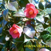 동백나무(Camellia japonica L.) : 현촌