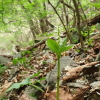 홀아비꽃대(Chloranthus japonicus Siebold) : 추풍