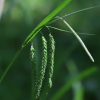 비늘사초(Carex phacota Spreng.) : 도리뫼